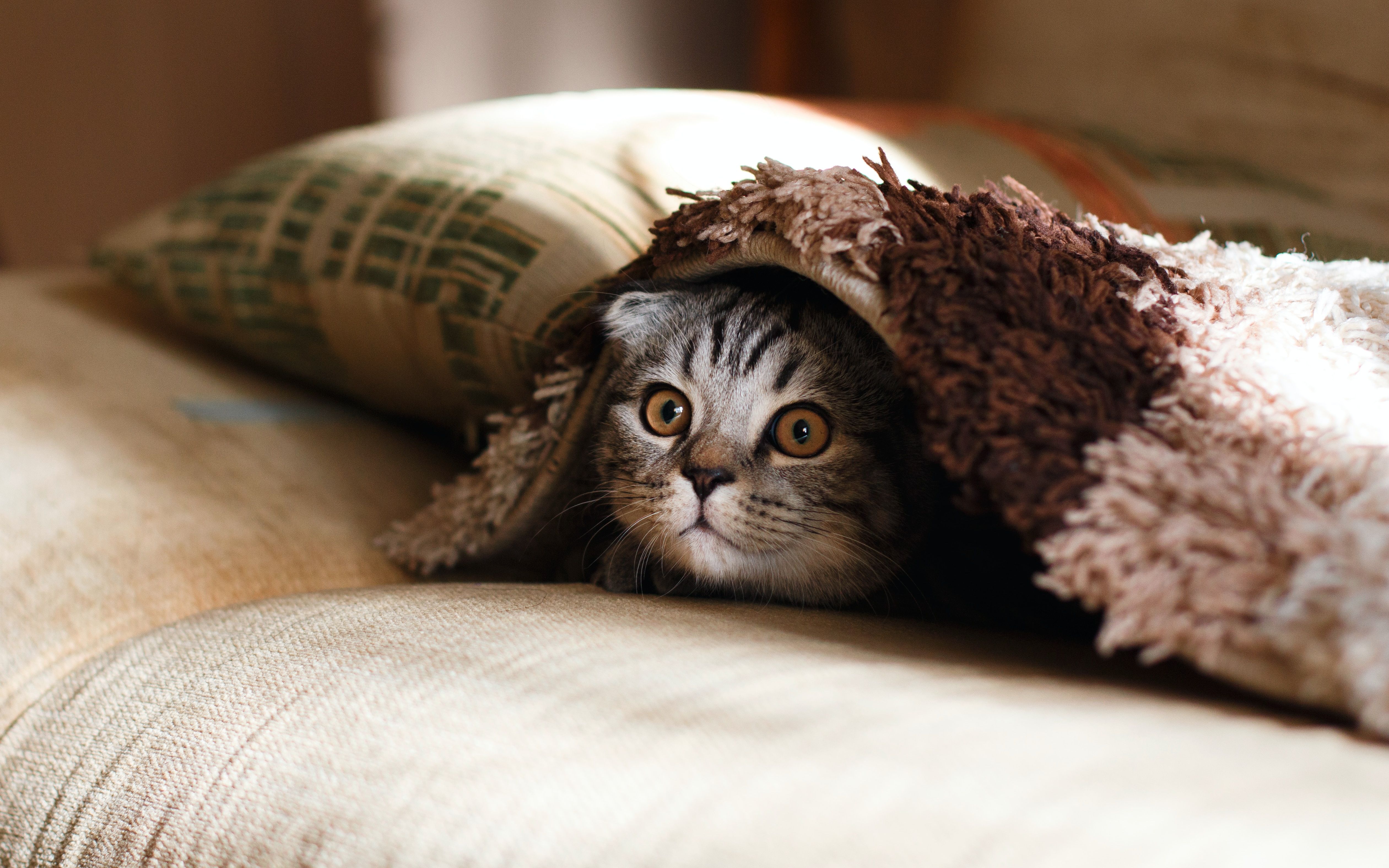 A cat image